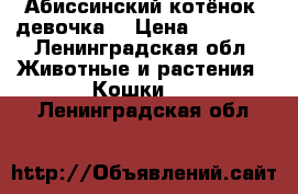 Абиссинский котёнок, девочка  › Цена ­ 15 000 - Ленинградская обл. Животные и растения » Кошки   . Ленинградская обл.